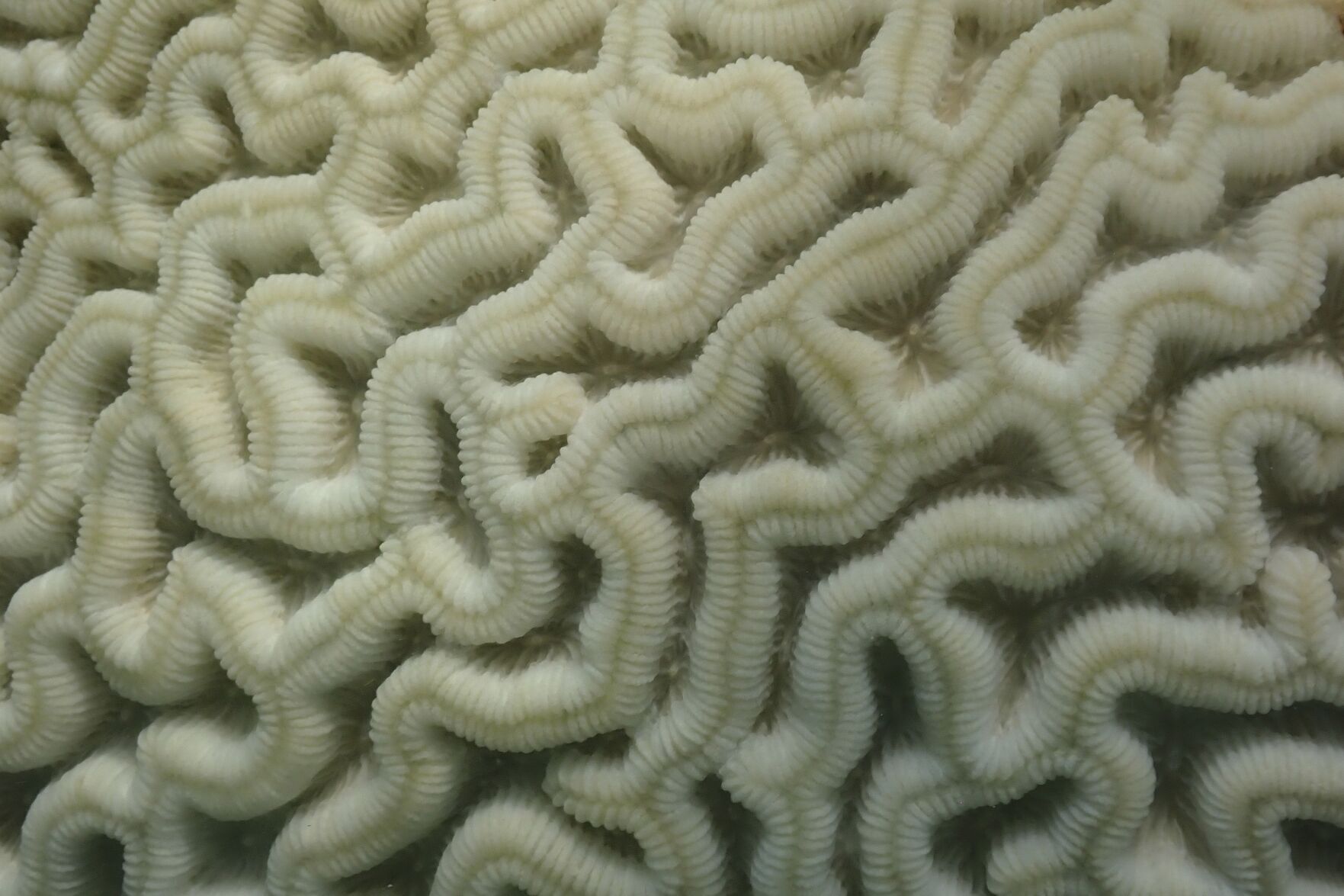 Hot Ocean Record